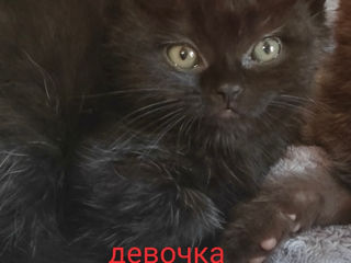 Шотландские котята foto 5