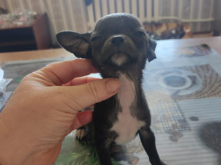 Чихуахуа Chihuahua Недорого foto 4