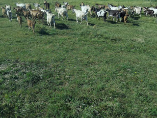 Capre bune фото 2