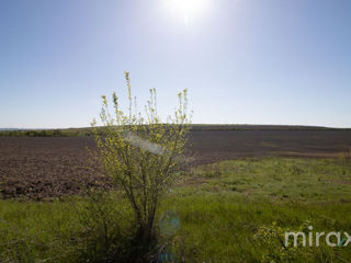 Se vinde teren agricol, Cricova, 397 ari! foto 10