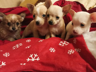 Chihuahua mini. Rasă pură!!! Чихуахуа мини foto 2