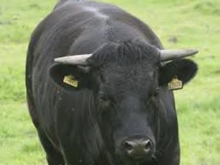 Primim la carne si crestere ! Cirlani Oi Capre Cai Vaci Buhai Junci Vitei Закупаю коров быков телят