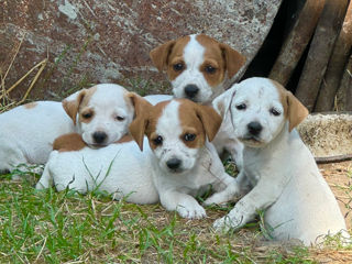 Vând căței Jack Russell Terrier