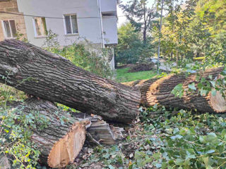 Taierea/defrisarea/aranjarea copacilor, amenajarea coroanei! Avem in dotare mașini Autoturn! foto 14