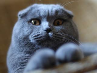 Motan mascat de rasa pura scottish fold