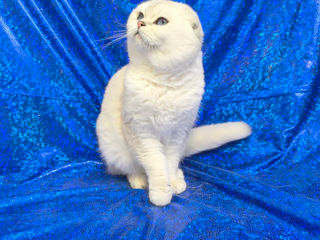 Scottish fold foto 9