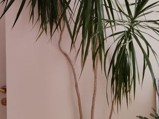 Dracena