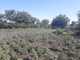 Se vinde casa de locuit in r.Singerei s.Grigoresti 10 km de la mnc.Balti foto 3