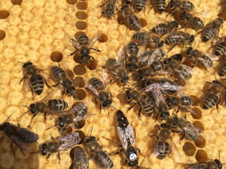 Roiuri, familii de albine cu matcă rasa Carpatică foto 4