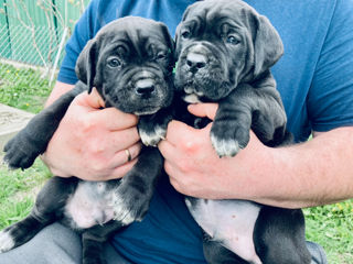 Кане-корсо Cane corso foto 6