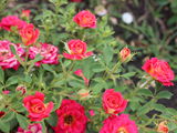 Vind trandafiri. avem peste 50 de sorturi. cultivam si plante decorative vesnic verzi . foto 1