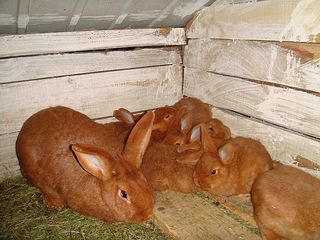 Iepuri-кролики Бургунские foto 3