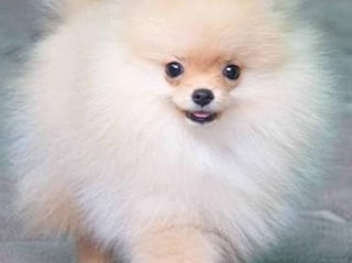 Pomeranian  померанский  шпиц foto 1