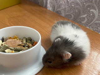 Hamsteri