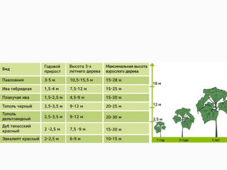 Paulownia(Павловния) tomentosa! Заказ на МАЙ 2025! foto 10