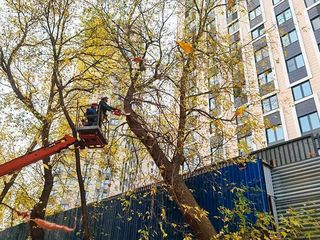 Taierea copacilor avariați in Chisinau si suburbii foto 4