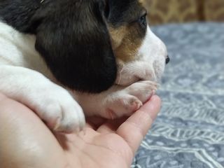 Vindem catelusi Beagle foto 4