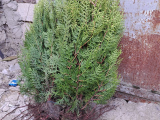 Thuja Biota foto 4