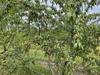 Migdal livada Orhei фото 2