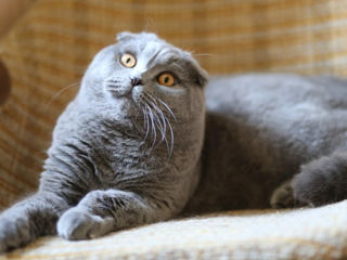 Montă - imperechere,cu motan scottish fold foto 4