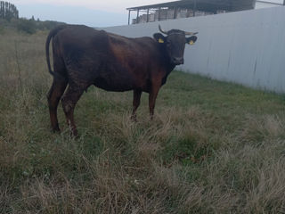 Vaca buna foto 1