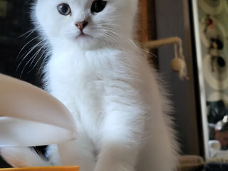 Scottish fold chinchilla!