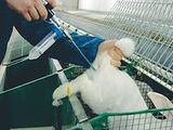insamintare artificiala a iepurilor  искусственное осеменение кроликов