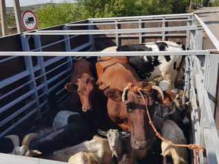 Cumpar capre tapi iezi oi mei berberci la pret bun ! achitarea pe loc transport gratis !!! foto 6