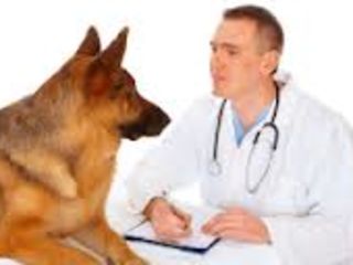 Ветеринарная помощь,вызов ветеринарного врача на дом, лучший вет для вашего питомца. foto 2