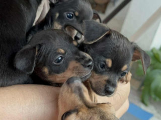 Cățeluși de buzunar! foto 4