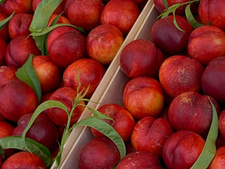 Продажа нектаринов и персиков оптом foto 5