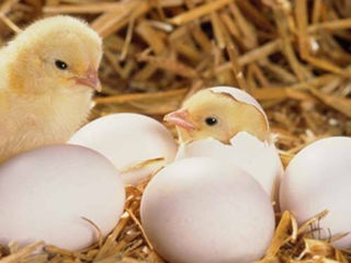 Яйцо инкубационное - куры Фавероль и Брама.