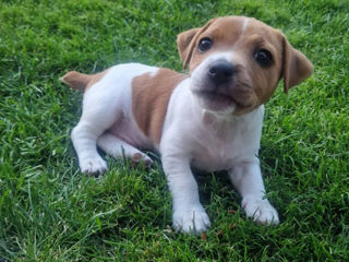 Vând câinișori Jack Russel Terrier, au 2 luni, vaccinați, foarte drăgălași și jucăuși. foto 2