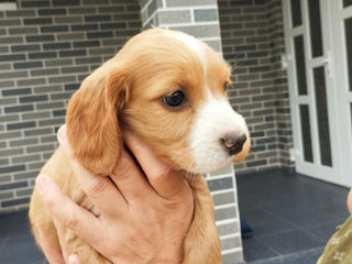 English Cocker Spaniel foto 2