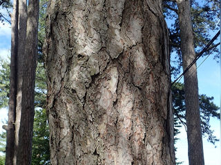 Сосна черная Палласа (Pinus nigra Pallasiana) foto 10