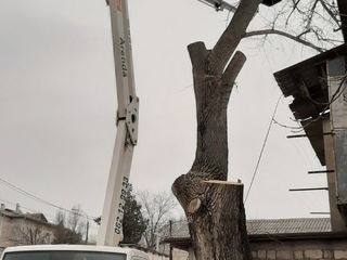 Спилить удалить аварийное, сухое, накренившиеся или треснувшие дерево. foto 14