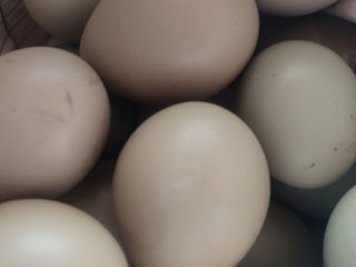 Ouă de fazani
