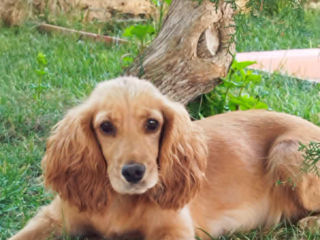 Cocker spaniel  fetita  4 luni