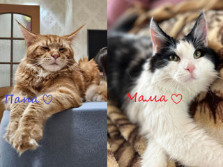 maine coon fetita 2,5 luni vaccinate / Мейн-кун роскошная девочка 2,5 мес foto 10