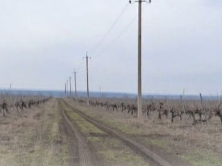 86 hectare de vita de vie Merlo Caberne foto 10