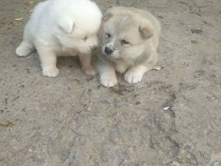 Akita-inu ! foto 2