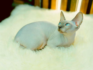 Blue point Sfinx cat foto 5