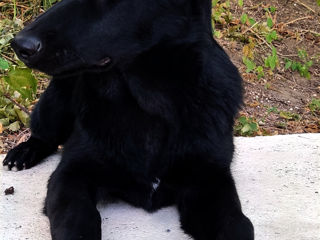Готовится на продажу щенки северо-восточной чёрной овчарки самые умные собаки в мире.