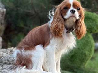 Кавалер чарльз кинг спаниель Cavalier King Charles Spaniel foto 4