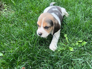 Se vând cățeluși rasa Beagle foto 5