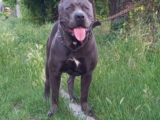 Pitbul blue nose XL foto 5