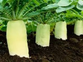 Seminte de Daikon TITAN F1 /  livrare / consultatii agronomice foto 4