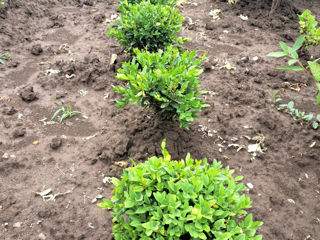 Buxus foto 4