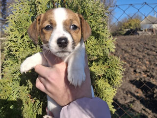 Vînd urgent căţeluși!!Jack Russel Terier foto 8