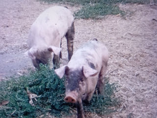 Vind doi purcei douăzeci de kg. De carne. foto 2